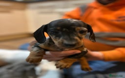 Miniature Dachshund dogs for sale: Stunning rainbow litter mini dachshunds - Advert 8