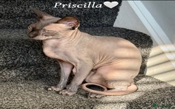 Sphynx cats for sale: Rehoming beloved Sphynx girl🤍 - Image 1