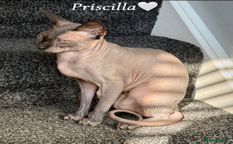 Sphynx cats - Advert 1