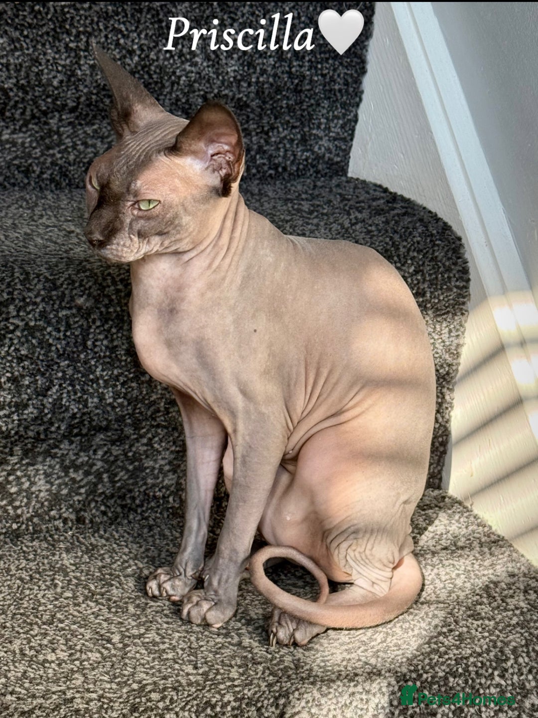 Sphynx cats for sale: Rehoming beloved Sphynx girl🤍 - Image 1