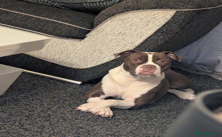 Mixed Breed dogs 8 month old to good home - Advert 1