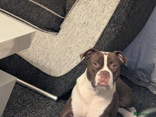 Mixed Breed dogs 8 month old to good home - Advert 2