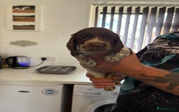 Sprocker dogs for sale: Sproker - Image 4