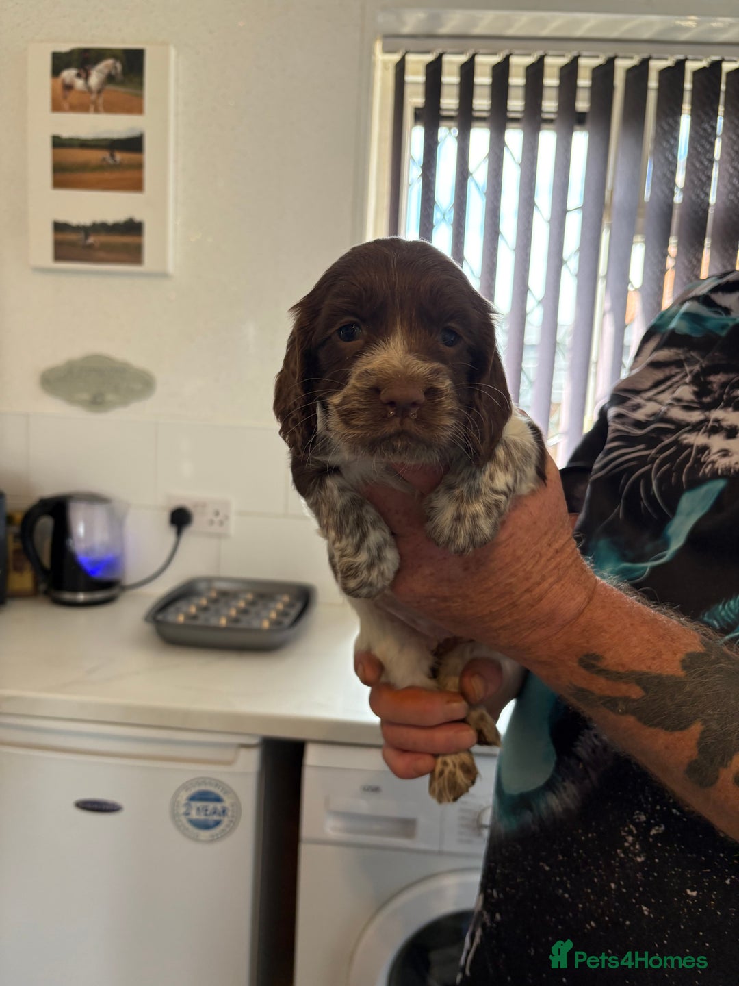 Sprocker dogs for sale: Sproker - Image 4