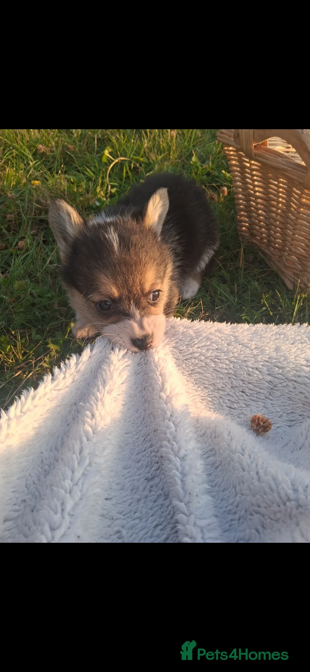 Welsh Corgi Pembroke dogs for sale: 2 Tri Pembrokeshire corgi pups look for homes - Advert 12