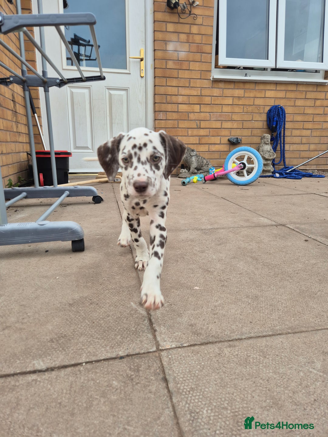 Dalmatian dogs for sale: Beautiful boy pups ready for a forever home - Image 3