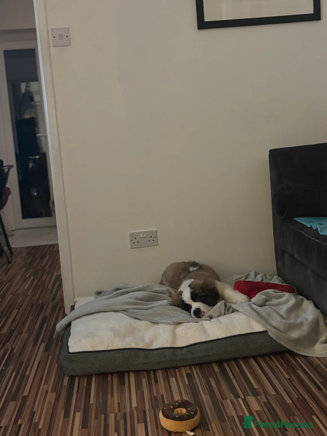 Saint Bernard dogs for sale: Beautiful Saint Bernard puppy - Advert 8