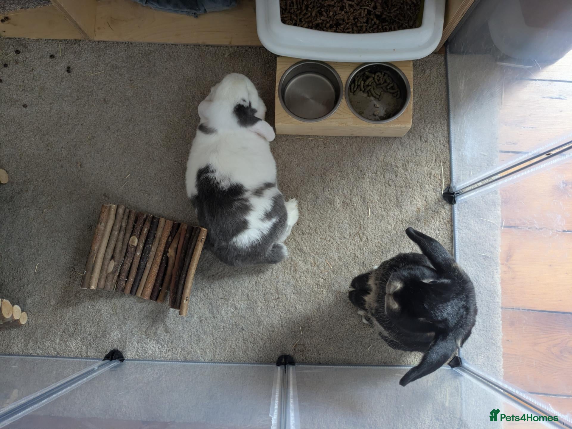 Mixed Breed rabbits 2 beautiful mixed breed house bunnies for rehoming - Advert 1