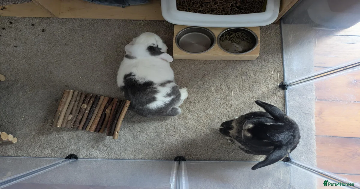 Rabbits for Sale for sale | Pets4Homes