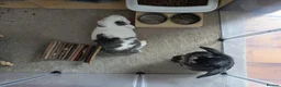 Mixed Breed rabbits for sale: 2 beautiful mixed breed house bunnies for rehoming in Exeter - Advert 1