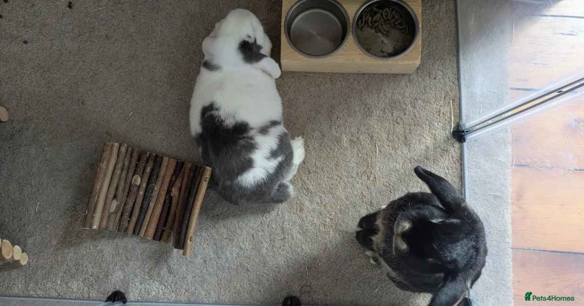 Baby Rababit Baby bunnies Rabbits for Sale for sale | Pets4Homes