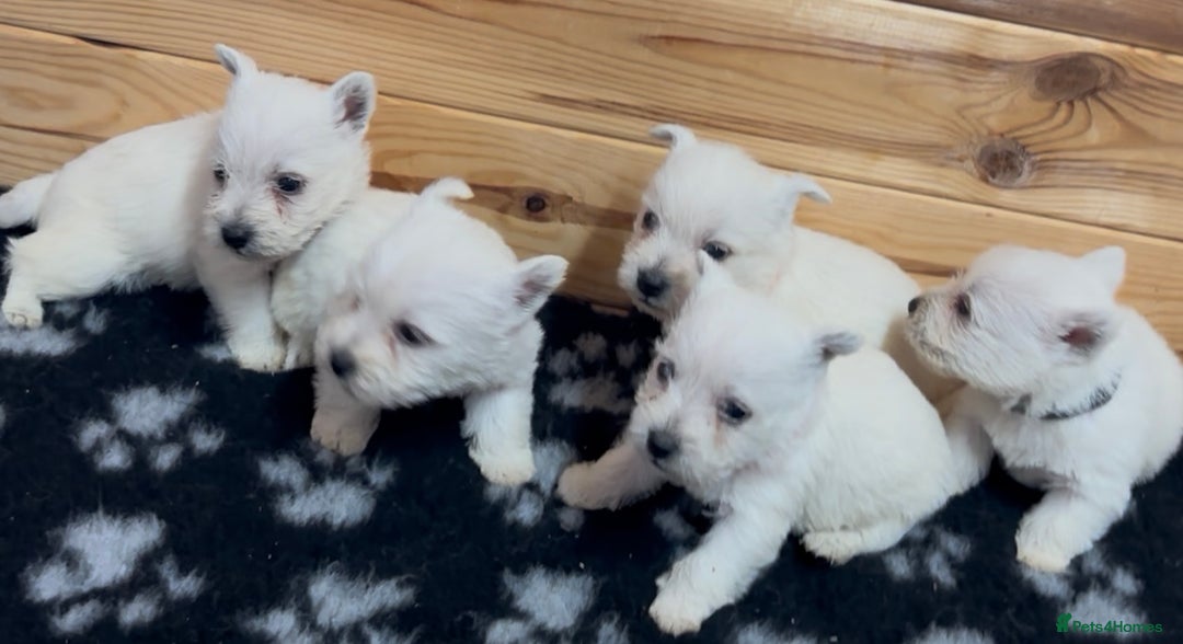 West Highland Terrier dogs for sale: Beautiful west highland terrier puppies for sale  - Image 7
