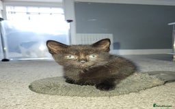 Domestic Shorthair cats for sale: Black kitten  - Image 2