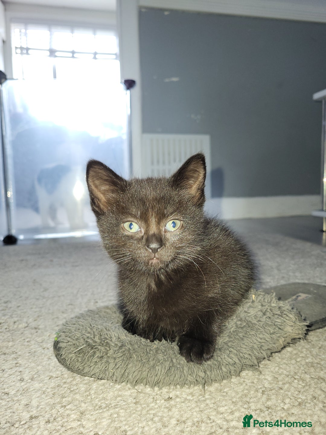 Domestic Shorthair cats for sale: Black kitten  - Image 2
