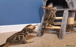 Bengal cats for sale: Stunning TICA Bengals - Image 20