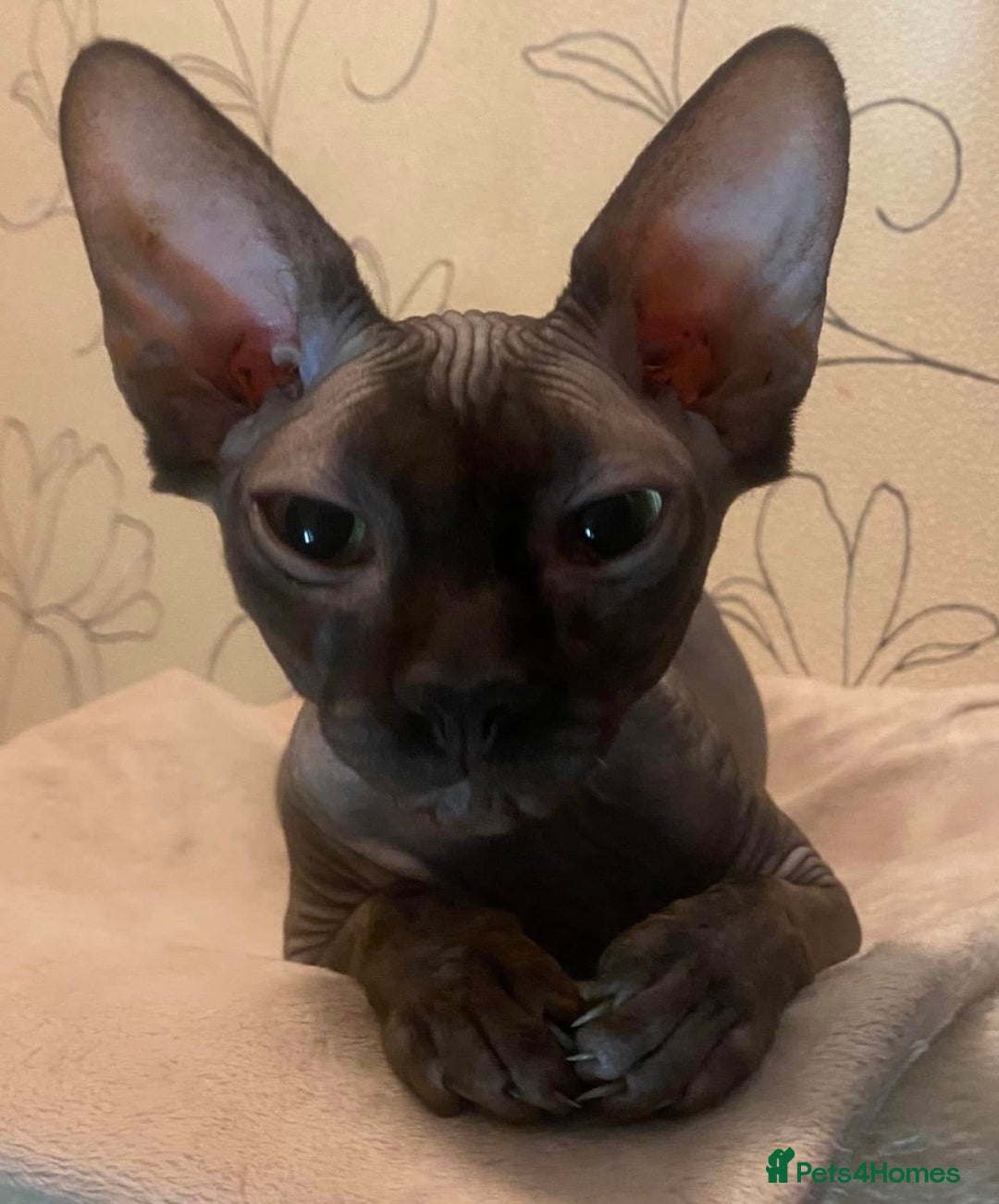 Mixed Breed cats for sale: Beautiful litter sphynx x Ragdoll babies - Image 5