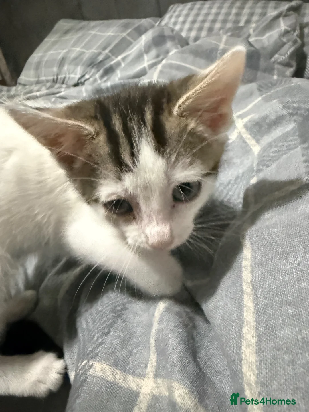 British Shorthair cats for sale: Female kitten white and tabby - Advert 5