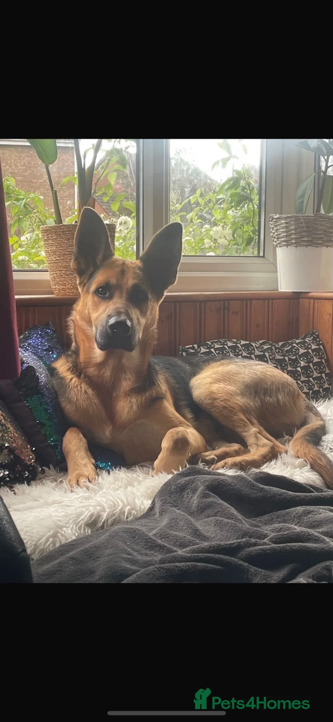 German Shepherd dogs for sale: Bailey - Advert 1