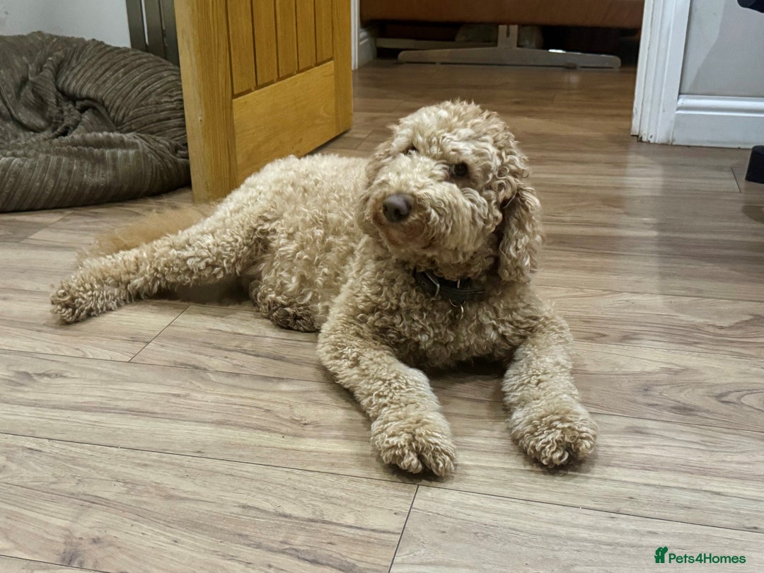 Australian Labradoodle dogs for sale: Annie's Australian Labradoodle Puppies are here! - Advert 7