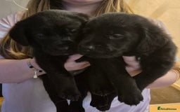 Borador dogs for sale: Border collie cross labrador puppies - Image 10