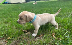 Cocker Spaniel dogs for sale: READY SOON! Working Cocker Spaniel mix Puppies  - Image 11