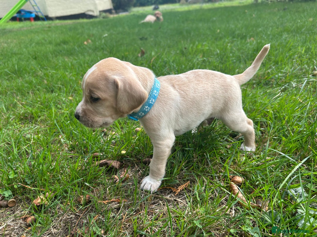 Cocker Spaniel dogs for sale: READY SOON! Working Cocker Spaniel mix Puppies  - Image 11