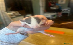Rat rodents for sale: Dumbo x Fancy Rats  - Image 2