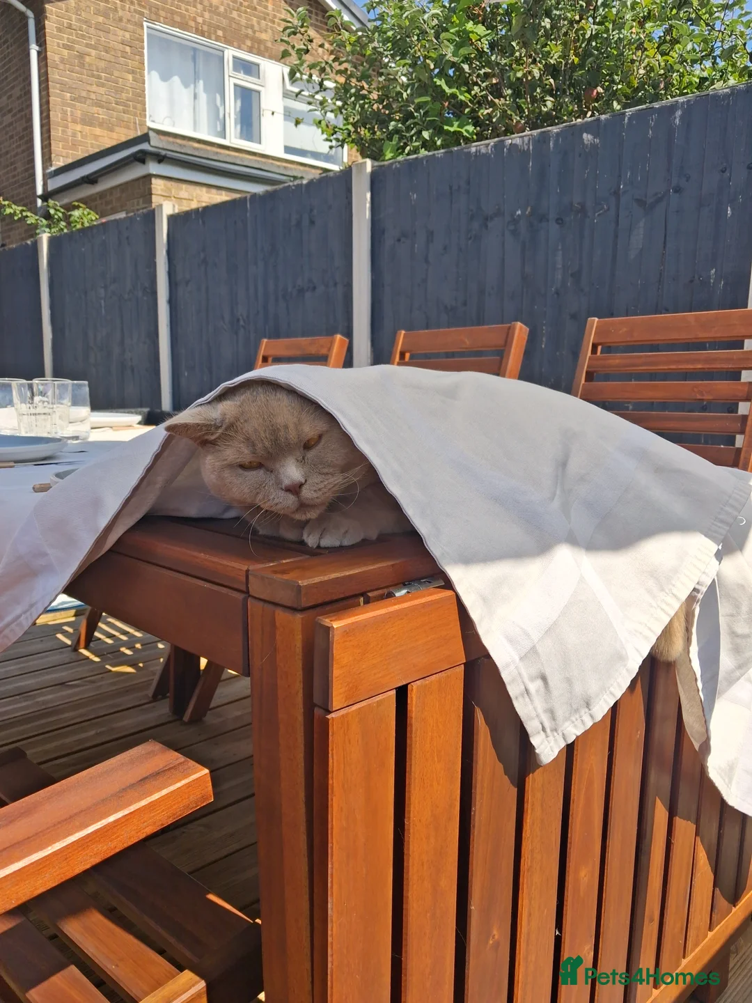 British Shorthair cats for sale: British Shorthair (TICA Registered) – 5 Years Old - Advert 2