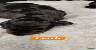 Dachshund dogs Beautiful Dapple Dachunds - Advert 3