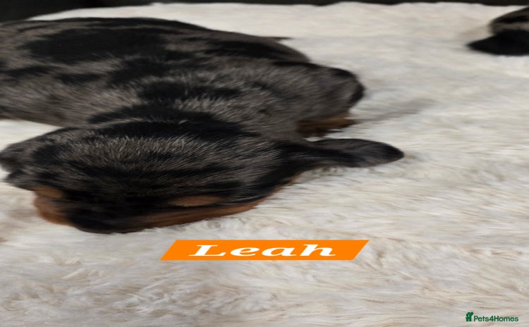 Dachshund dogs Beautiful Dapple Dachunds - Advert 4