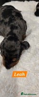 Dachshund dogs Beautiful Dapple Dachunds - Advert 3