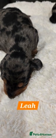 Dachshund dogs Beautiful Dapple Dachunds - Advert 4