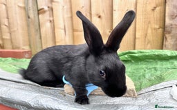English rabbits for sale: New Zealand cross English babies - Image 14