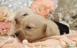 Miniature Dachshund dogs for sale: KC Longhair Miniature Dachshund Puppies - Image 11