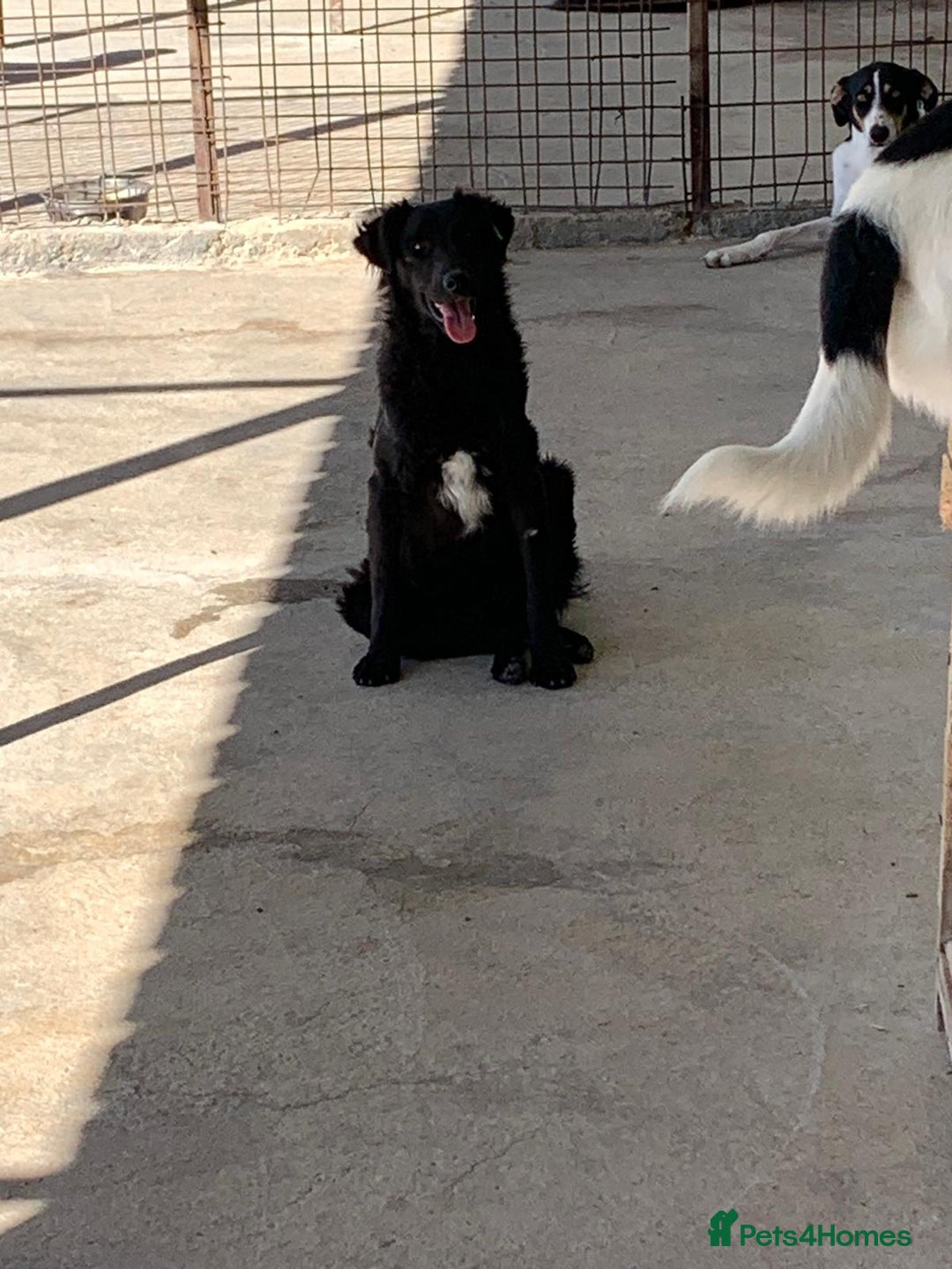 Mixed Breed dogs for adoption: Merle, approx 1 yr old. Available for adoption. - Image 2