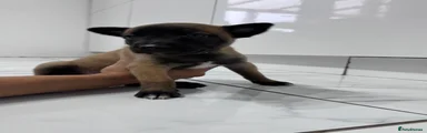 Belgian Shepherd Dog Puppy 6
