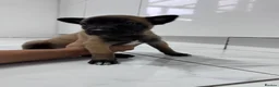 Belgian Shepherd Dog dogs for sale: 8 beautiful babies  - Advert 9