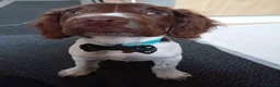 English Springer Spaniel dogs for stud: Alfie in Liversedge - Advert 9