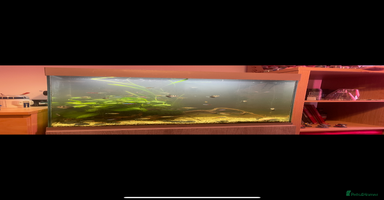 Shrimps fish - Advert 14