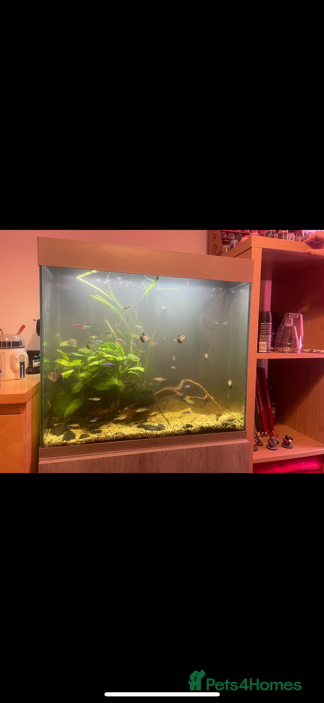 Shrimps fish for sale: CIANO 108L tank with shrimps and fish - Image 2