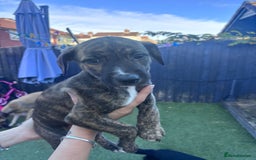 Lurcher dogs for sale: Whippet/greyhound/bull X greyhound/whippet/collieX - Image 26