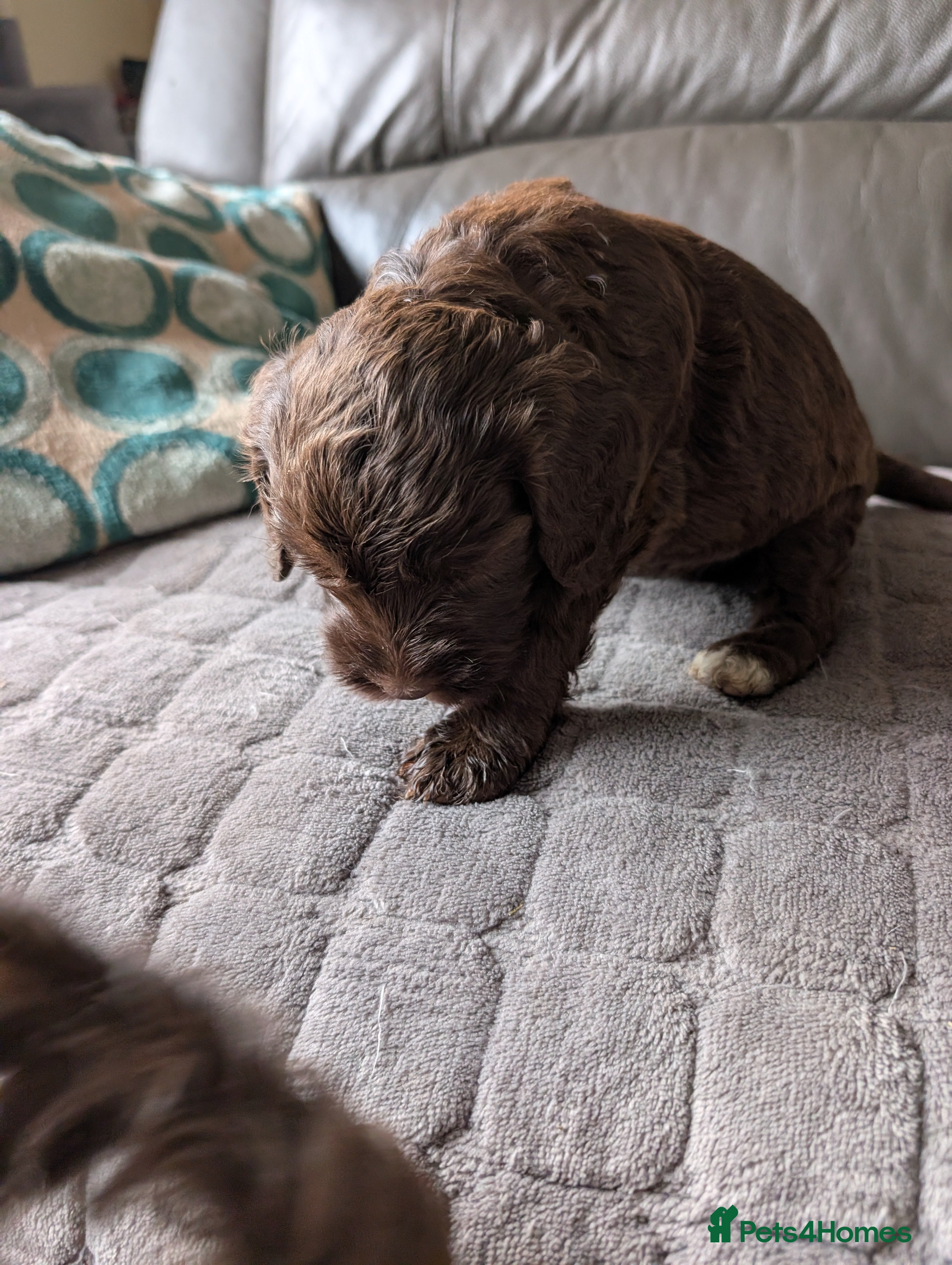 Mixed Breed dogs quality puppies for sale - Advert 2
