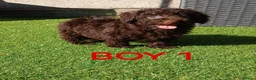 Toy Poodle dogs for sale: READY NOW Kc chocolate toy poodles  - Advert 5
