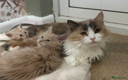 Maine Coon cats for sale: Maine Coon Kittens TICA  - Image 25