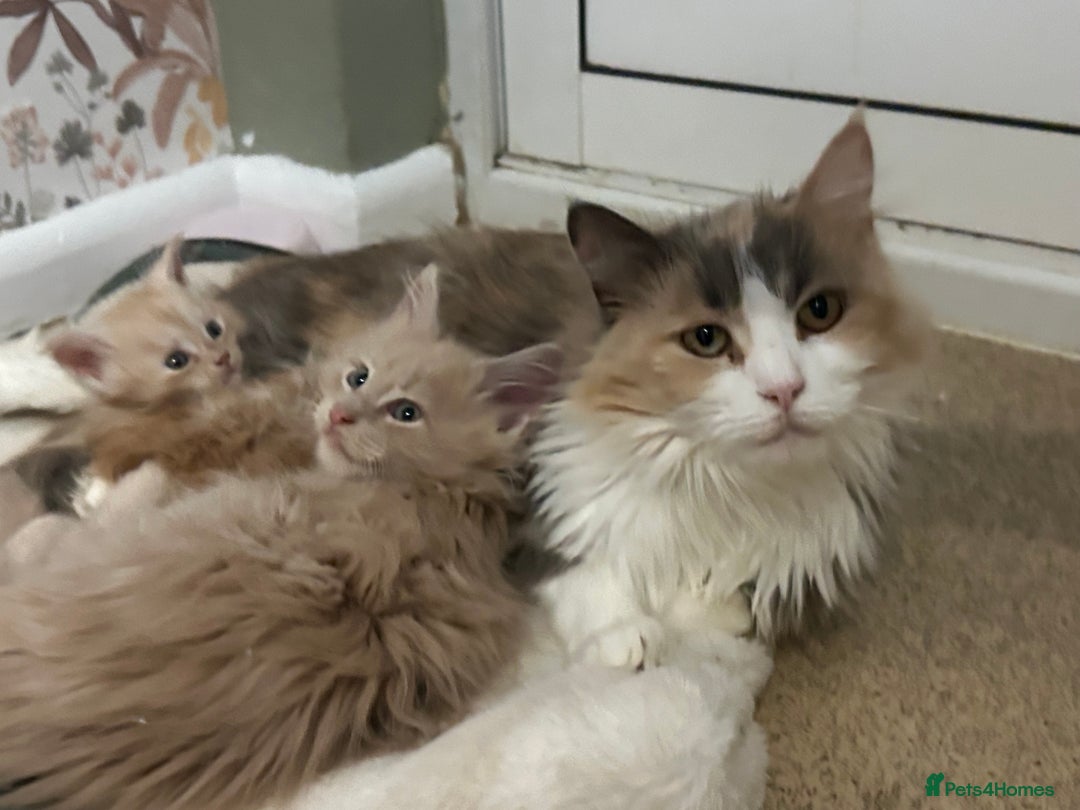 Maine Coon cats for sale: Maine Coon Kittens TICA  - Image 25