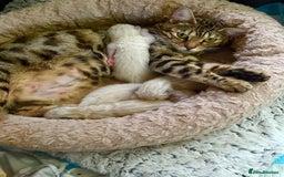 Bengal cats for sale: Snow lynx bengal kittens - Image 12