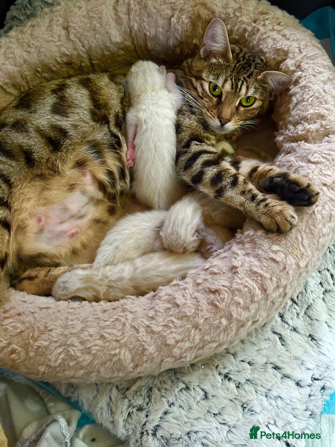 Bengal cats for sale: Snow lynx bengal kittens - Image 12