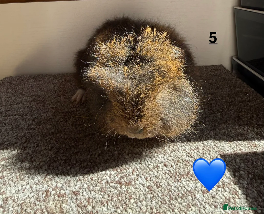 Guinea Pig rodents for sale: Swiss Boars & Sows - Advert 9