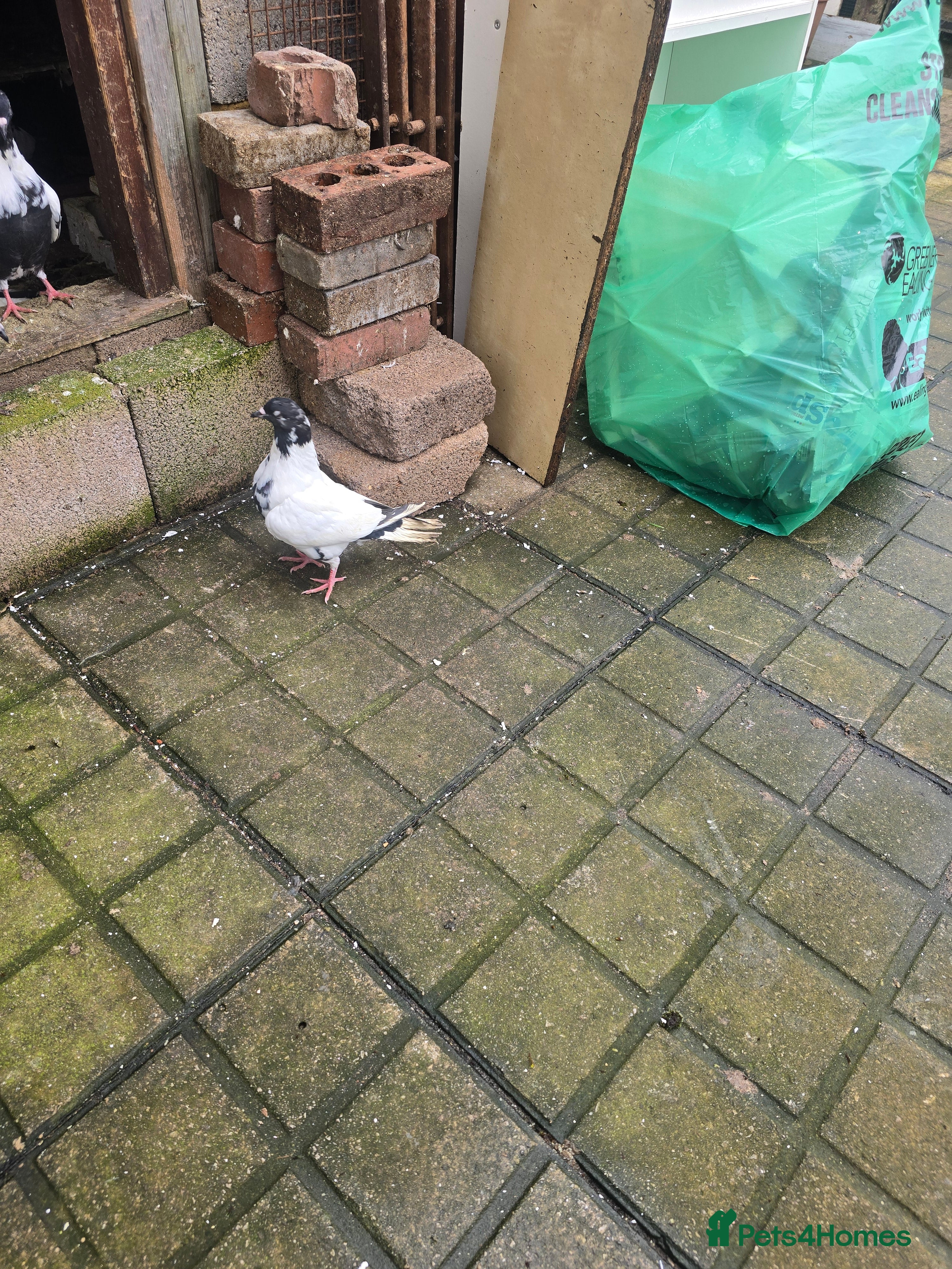 Mixed Breed birds Afghani pigeons  - Advert 11