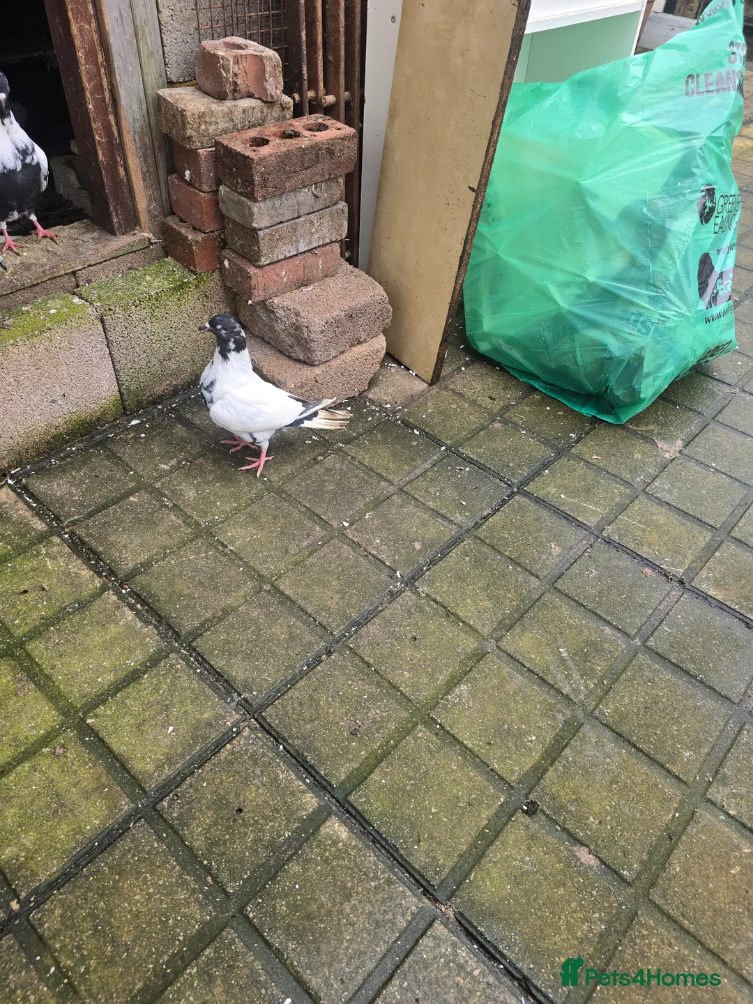 Mixed Breed birds for sale: Afghani pigeons  - Advert 1